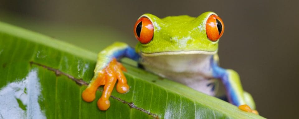 Costa Rica_bunter Frosch_Blatt_980x735 Costa Rica_Reise_bunter Frosch_Blatt