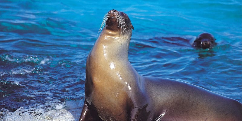 Ecuador, Galapagos, Seehund, Latin America Tours, Reisen Ecuador, Galapagos, Seehund, Latin America Tours, Reisen
